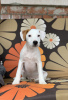 Photo №4. I will sell parson russell terrier in the city of Minsk. from nursery, breeder - price - Is free