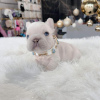 Photo №2 to announcement № 99284 for the sale of french bulldog - buy in United States private announcement, breeder