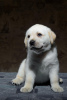 Additional photos: Labrador puppies