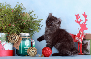 Photo №2 to announcement № 5127 for the sale of american curl - buy in Russian Federation from nursery, breeder