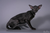 Photo №3. Stunning Pure Black Oriental pet & breed (WCF). Latvia
