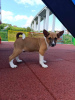 Photo №4. I will sell basenji in the city of Vladičin Han. private announcement - price - negotiated