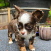 Photo №3. Teacup chihuahua puppy available. United States