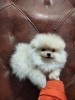 Photo №2 to announcement № 32921 for the sale of pomeranian - buy in Poland from nursery