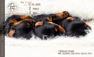 Photo №2 to announcement № 6103 for the sale of yorkshire terrier - buy in Ukraine breeder
