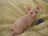 Photo №1. sphynx cat - for sale in the city of Belfast | 264$ | Announcement № 124357