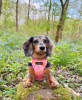 Photo №1. dachshund - for sale in the city of Berlin | 423$ | Announcement № 104012