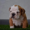 Photo №2 to announcement № 90126 for the sale of english bulldog - buy in Serbia breeder