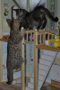 Photo №1. savannah cat - for sale in the city of Belgrade | 497$ | Announcement № 13789