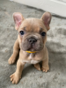 Photo №4. I will sell french bulldog in the city of Silver City.  - price - 550800$