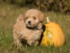 Additional photos: Maltipoo puppies