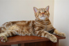 Photo №3. Scottish kitten Cinnamon marble. Belarus
