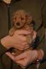 Additional photos: Mini Poodle, apricot color