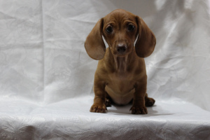 Additional photos: Dachshund miniature smooth-haired. The color is red. There are boys and girls