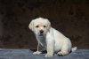 Photo №1. labrador retriever - for sale in the city of Pushkino | negotiated | Announcement № 43500