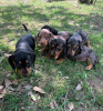 Photo №1. dachshund - for sale in the city of Tübingen | negotiated | Announcement № 103110