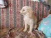 Photo №2 to announcement № 74000 for the sale of poodle (dwarf) - buy in Russian Federation private announcement