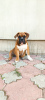 Photo №4. I will sell american bully in the city of Gomel.  - price - 828$