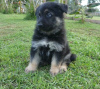 Photo №2 to announcement № 124492 for the sale of german shepherd - buy in Germany 