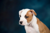 Photo №1. american staffordshire terrier - for sale in the city of Kemerovo | negotiated | Announcement № 42715