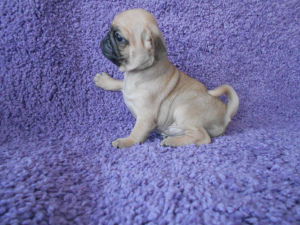 Photo №2 to announcement № 2110 for the sale of pug - buy in Russian Federation breeder