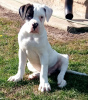 Photo №3. American bulldog. Russian Federation