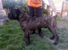 Photo №4. I will sell cane corso in the city of Москва. from nursery - price - Is free