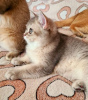 Photo №2 to announcement № 16884 for the sale of british shorthair - buy in Russian Federation from nursery, breeder