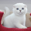 Photo №1. scottish fold - for sale in the city of Warsaw | 264$ | Announcement № 117794