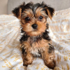 Additional photos: Magnificent miniature Yorkshire terrier puppies