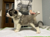 Photo №2 to announcement № 84346 for the sale of caucasian shepherd dog - buy in Belarus breeder