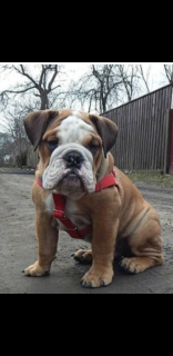 Photo №1. english bulldog - for sale in the city of Smolensk | 337$ | Announcement № 6472