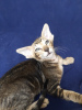 Photo №1. oriental shorthair - for sale in the city of Kiev | negotiated | Announcement № 9371