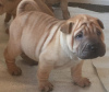 Photo №1. shar pei - for sale in the city of Kishinev | negotiated | Announcement № 124378