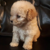 Photo №2 to announcement № 8861 for the sale of poodle (toy) - buy in France breeder