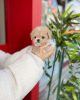 Photo №1. poodle (toy) - for sale in the city of Brussels | 423$ | Announcement № 79383