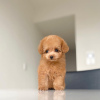 Photo №4. I will sell poodle (toy) in the city of Göttingen. breeder - price - 423$