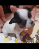 Additional photos: Princess mini chihuahua