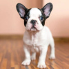 Photo №1. french bulldog - for sale in the city of Zagreb | 370$ | Announcement № 80693