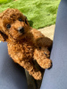 Photo №1. non-pedigree dogs - for sale in the city of Bamberg | Is free | Announcement № 116527