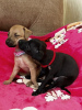 Photo №3. Italian greyhound puppies. Russian Federation