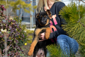 Additional photos: girl, German shepherd, with a full package of documents KSU, incomplete 2 months