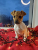 Additional photos: Jack Russell Terrier puppies