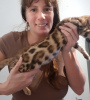 Photo №1. bengal cat - for sale in the city of Wacken | 407$ | Announcement № 64647