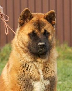 Photo №1. american akita - for sale in the city of Moscow | Negotiated | Announcement № 4444
