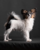 Photo №2 to announcement № 5830 for the sale of papillon dog - buy in Ukraine from nursery
