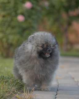 Photo №2 to announcement № 3194 for the sale of pomeranian - buy in Russian Federation from nursery, breeder
