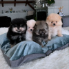 Photo №1. pomeranian - for sale in the city of Bern | negotiated | Announcement № 123435