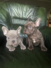 Additional photos: Exotic French Bulldogs