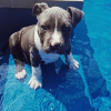 Photo №1. american staffordshire terrier - for sale in the city of Tallinn | 528$ | Announcement № 88801